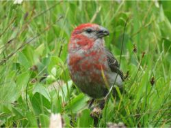 Pine Grosbeak